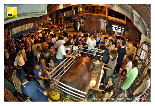 獲得年度特等（第一名）重達1714（扣掉過磅鐵籠實重1514）臺斤的大神豬，被獻祭者展示於自宅前，吸引了川流的參觀者和小販，有若臨時夜市。現代豬羊比賽，獻祭者欲藉此「不符經濟效益」之行為「誇富」，以突顯其群眾地位之意圖至為明顯。（Nikon D2X，ISO 400，AF 10.5mm F2.8G魚眼鏡頭，f2.8加0.3級光圈先決，快門1/8秒）