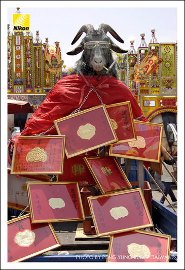 掛滿了金牌的山羊；獻祭者通常會將賞狀和親友所贈金牌全數展示懸掛，以誇顯其社會關係。