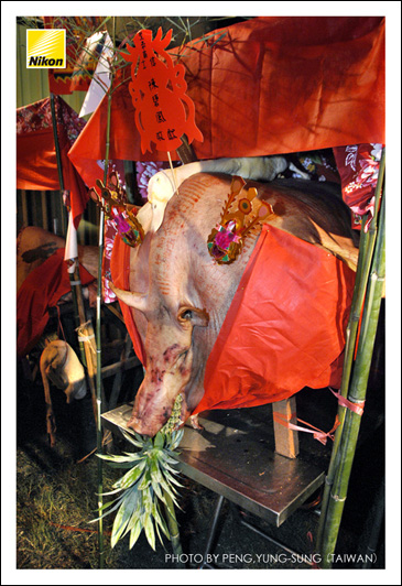 傳統是以黑毛豬為犧牲，近年亦流行以山豬獻祭。