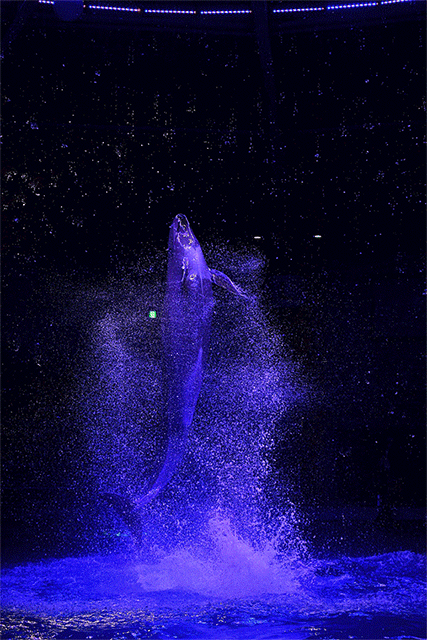 0 1/1600s iso 1000~1250(af-s nikkor 70-200mm f4 g ed)