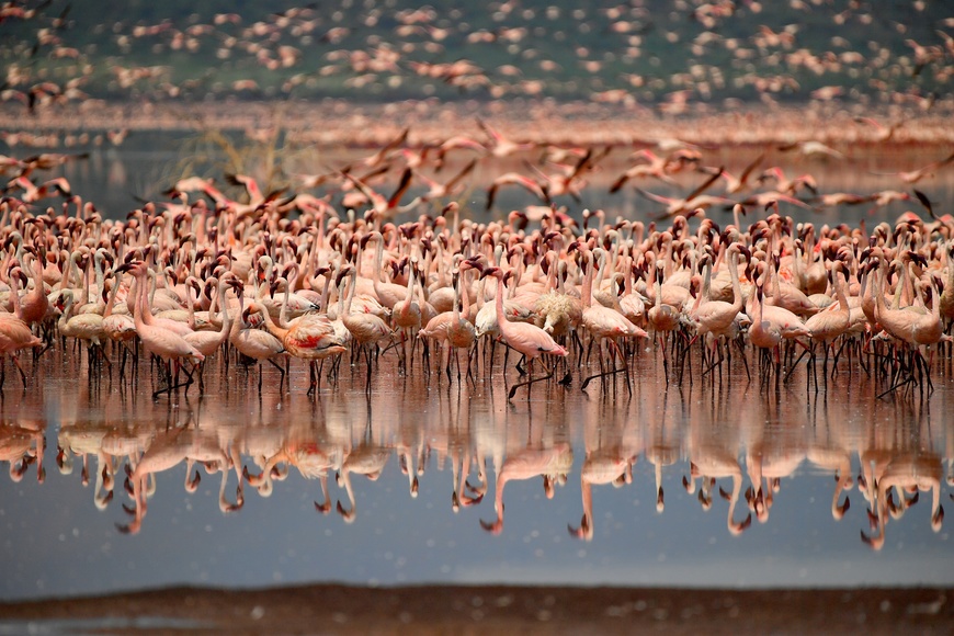 肯亞之旅 - 野性大爆發 動物大遷徙