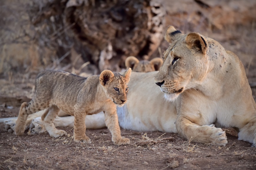 肯亞之旅 - 野性大爆發 動物大遷徙