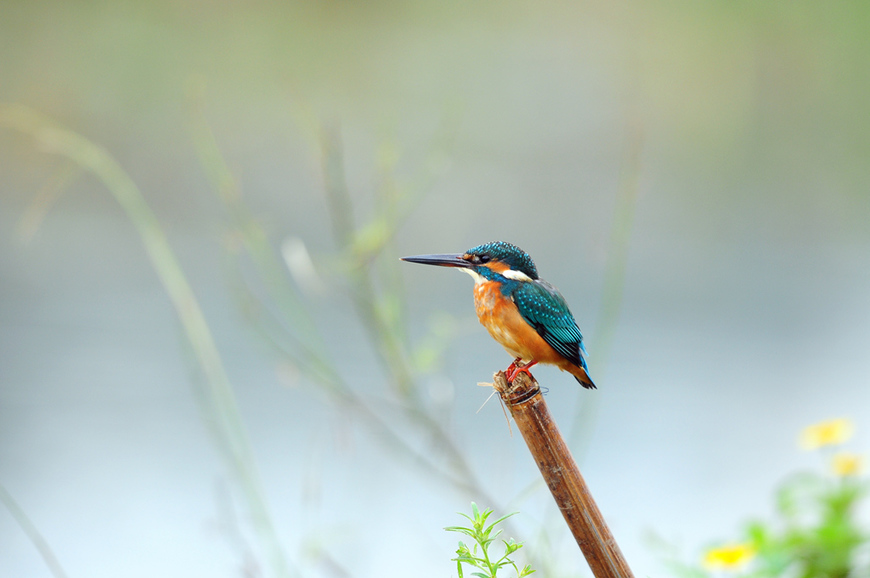 望遠賞鳥樂 - 內溝溪生態尋奇