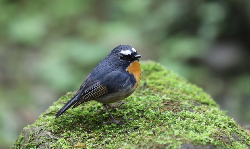 望遠賞鳥樂 - 溪頭生態朝聖半日遊