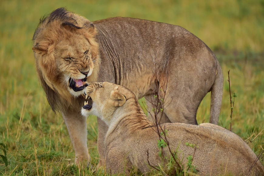 [ 台北 ]三創元氣出走節系列講座-小黑Z帶你看見肯亞之旅/野性大爆發 動物大遷徙