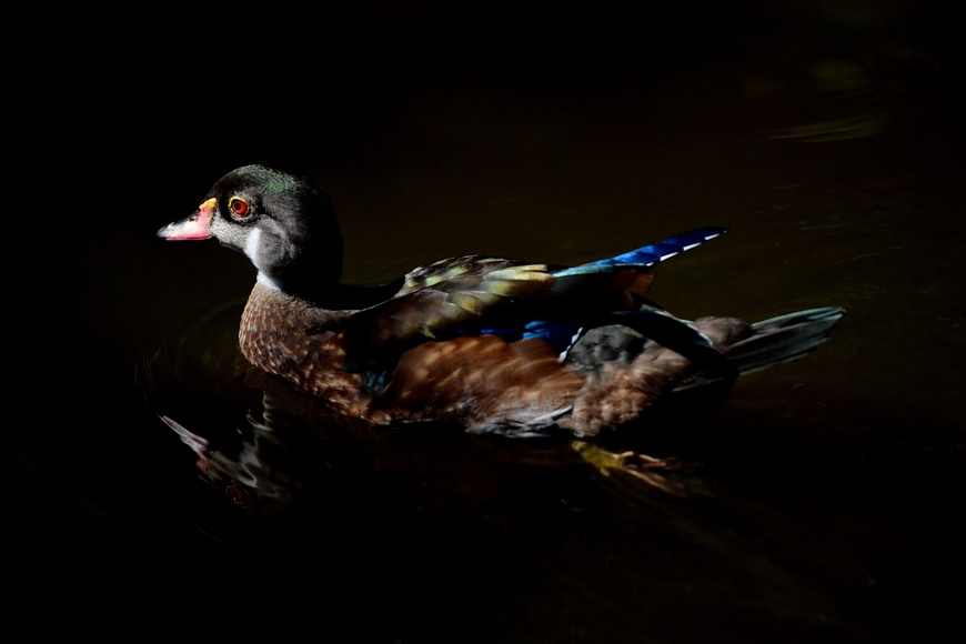 [台北] 動物狂想曲 - 台北動物園鳥園