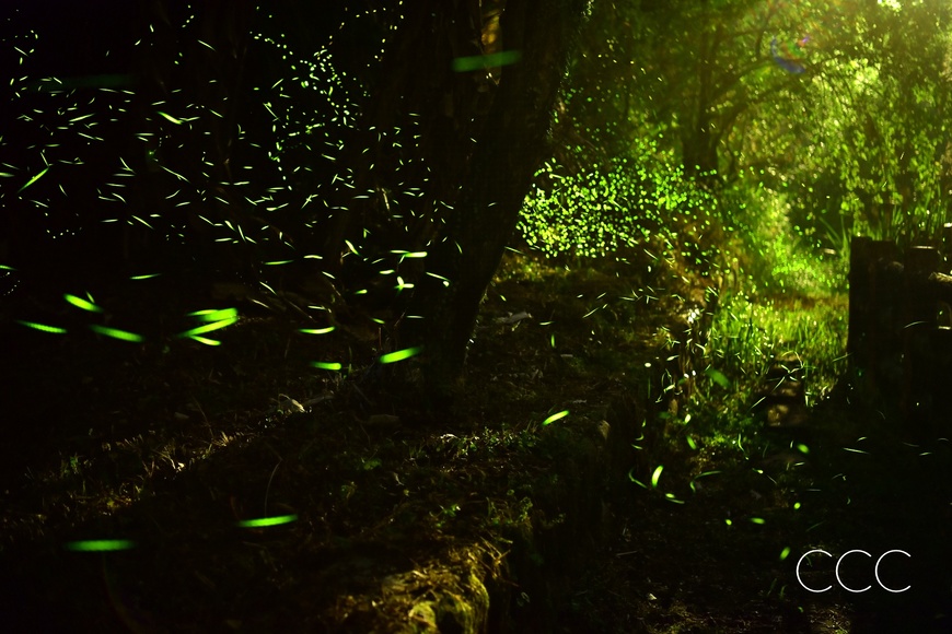 [包場限定]三峽珍螢火蟲花園-綠光魔幻之旅