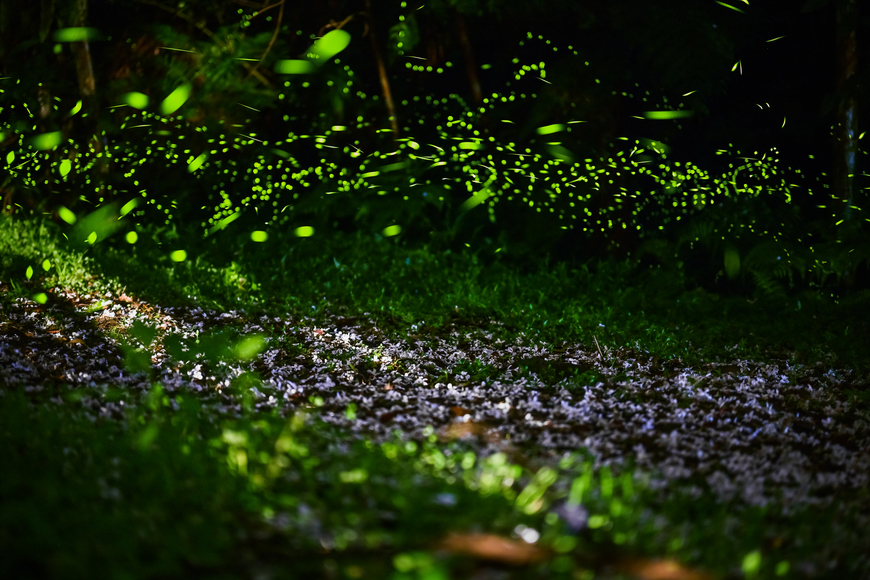 [包場限定]三峽珍螢火蟲花園-綠光魔幻之旅