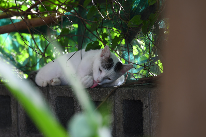 拍阴影下乘凉的猫