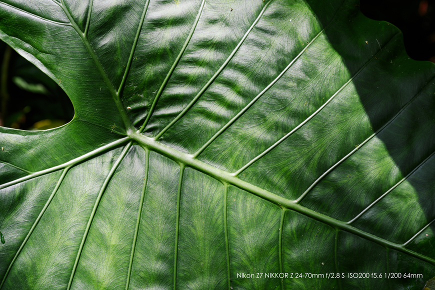 叶脉上的纹路清晰可见.