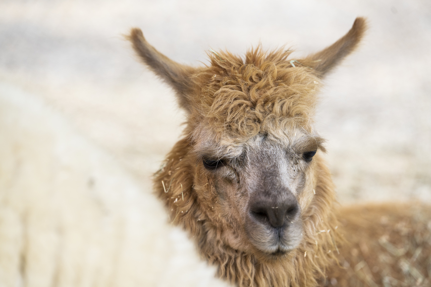 Z 系列鏡頭代表作 Nikkor Z 70 0mm F 2 8 Vr S 商攝作品下的利與美 Nikon Nikkor Z 70 0mm F 2 8 Vr S