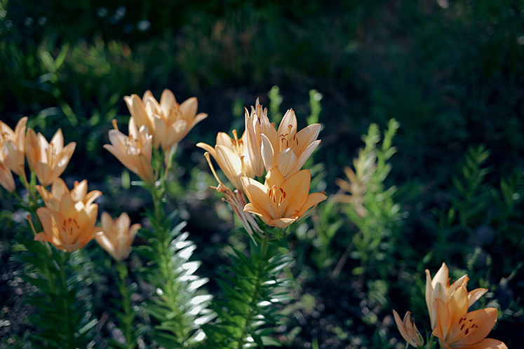 Kimura Hinamiの作品