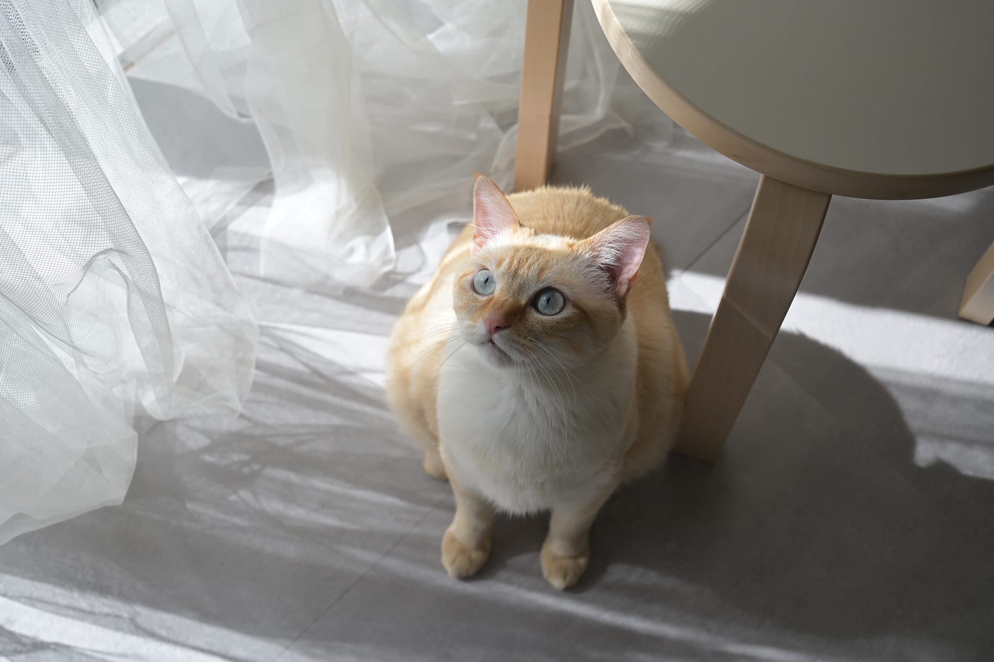 Z5II 24-50 鏡頭組 