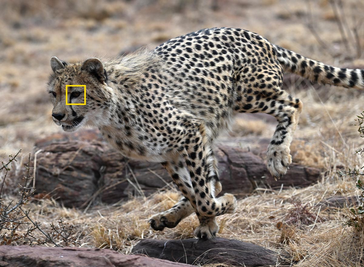 Photo of a cheetah in the wild, running, with the AF box on its eye