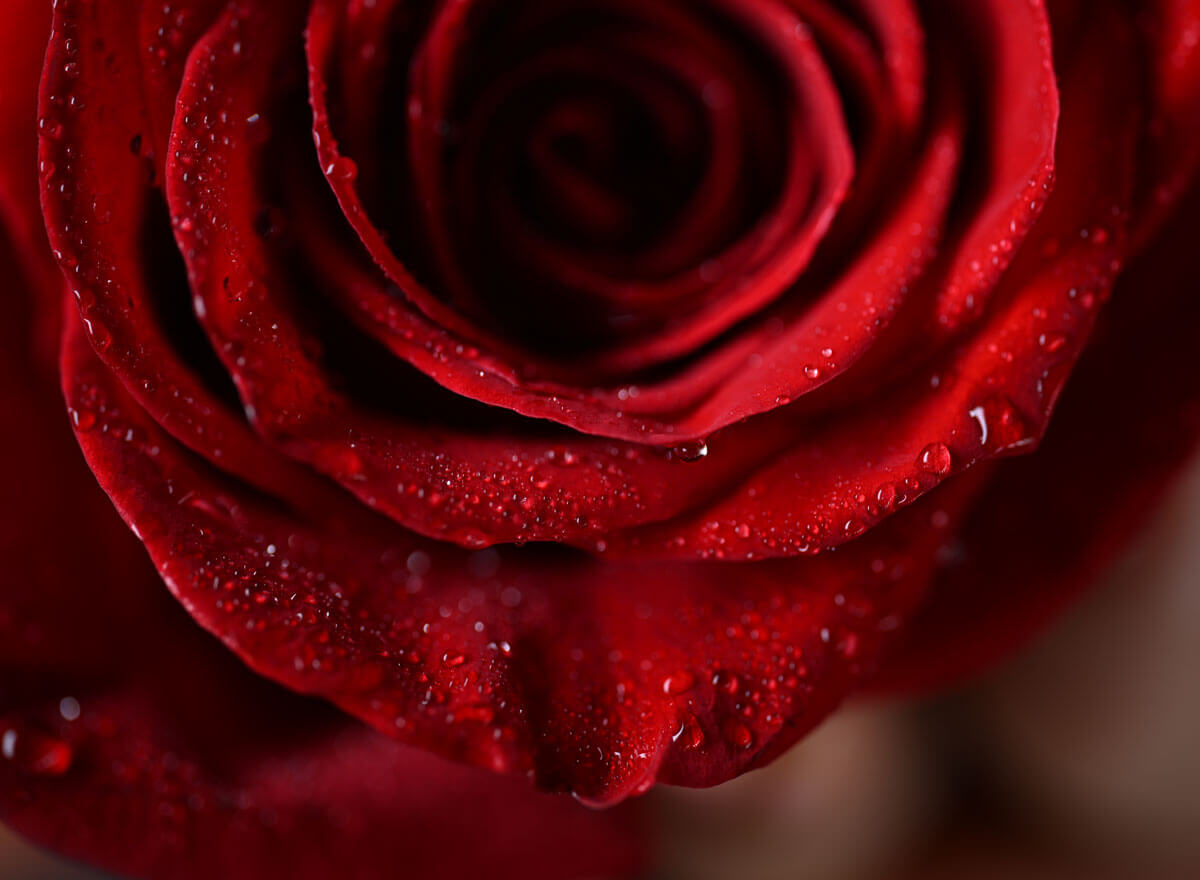 Photo of a red rose with water droplets on it, close up